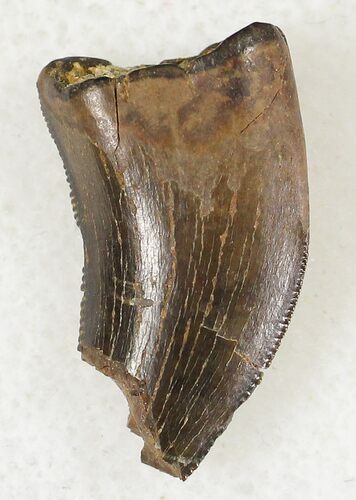 Small Tyrannosaur or Large Raptor Tooth - Judith River #20368